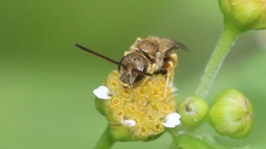 Halictus aerarius