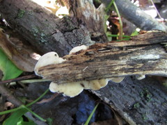 Brunneoporus minutus