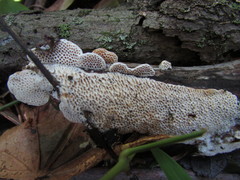 Brunneoporus minutus