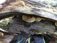 Brunneoporus minutus