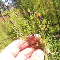 Tagetes coronopifolia