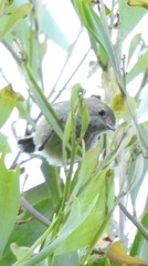Acanthiza pusilla