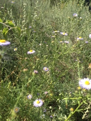 Psilactis asteroides