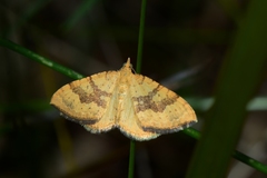 Chrysolarentia correlata