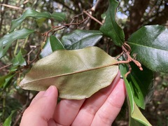 Elaeagnus loureirii