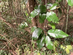 Elaeagnus loureirii