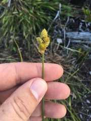 Carex cumulata