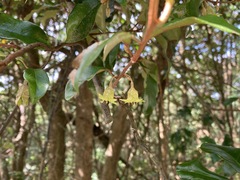 Elaeagnus loureirii