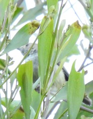 Acanthiza pusilla