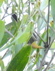 Acanthiza pusilla