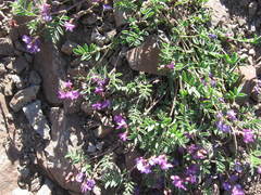 Astragalus vexilliflexus