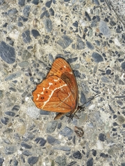 Oxeoschistus simplex