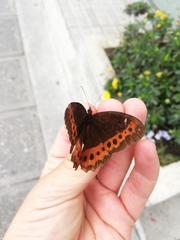 Oxeoschistus simplex