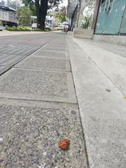 Oxeoschistus simplex