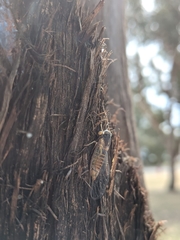 Plerapsalta multifascia