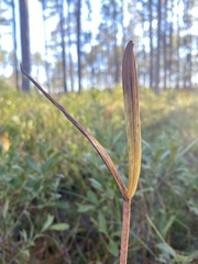 Cleistesiopsis divaricata