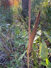 Cleistesiopsis divaricata