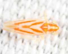 Erythridula infinita