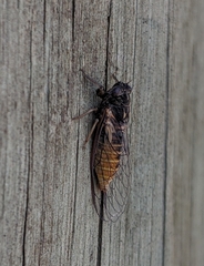 Plerapsalta multifascia