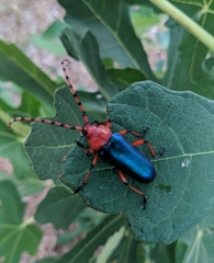 Stenaspis verticalis insignis