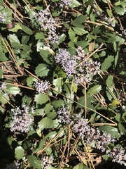 Ceanothus prostratus prostratus