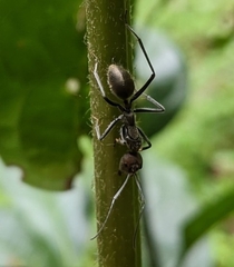Camponotus singularis