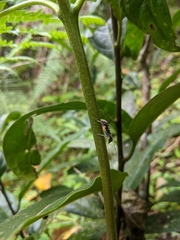 Camponotus singularis