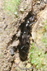 Plocamostethus planiusculus