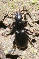 Plocamostethus planiusculus