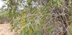 Santalum lanceolatum