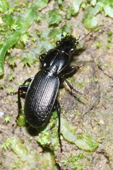 Plocamostethus planiusculus