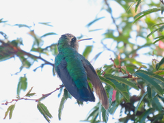 Chlorostilbon lucidus