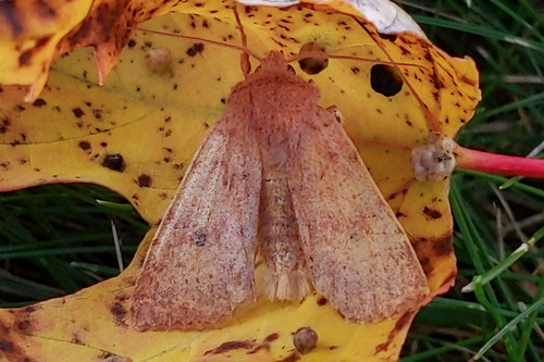 Bicolored Sallow photo 5