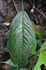 Anthurium coclense