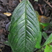 Anthurium coclense Croat 2
