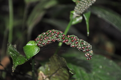 Anthurium coclense