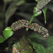 Anthurium coclense Croat 3