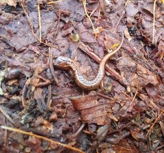 Desmognathus wrighti