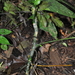 Anthurium coclense Croat 4