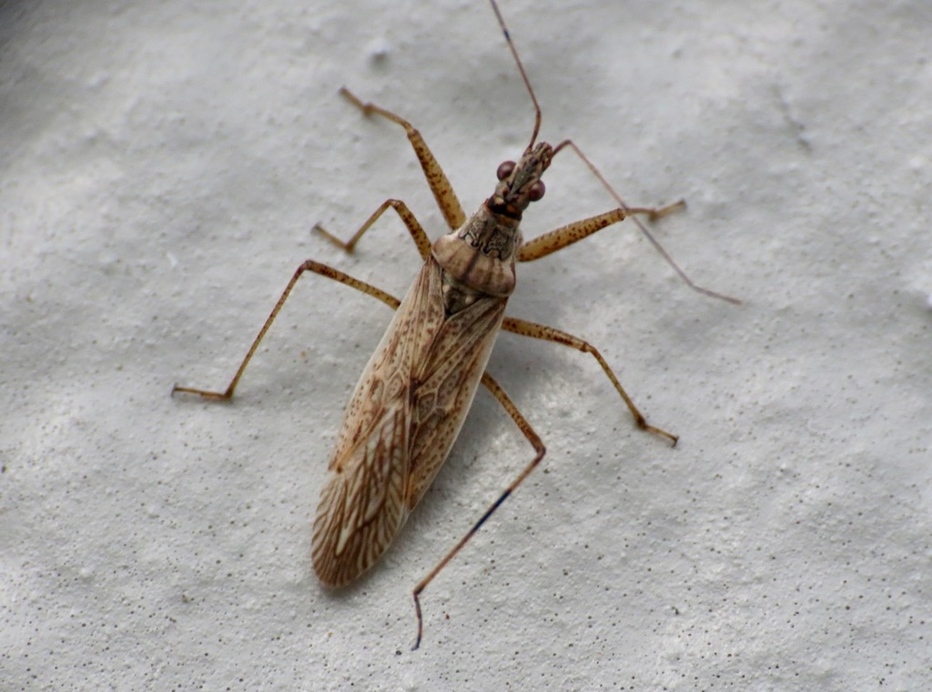 Western Damsel Bug