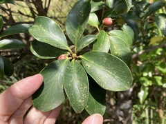 Ternstroemia gymnanthera