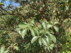 Ternstroemia gymnanthera