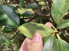 Ternstroemia gymnanthera