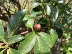 Ternstroemia gymnanthera