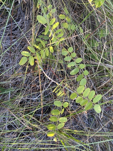 Amorpha confusa (Amorpha confusa)