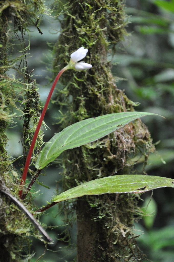 Monolena trichopoda