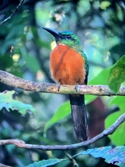 Jacamerops aureus