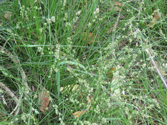 Carex divulsa divulsa