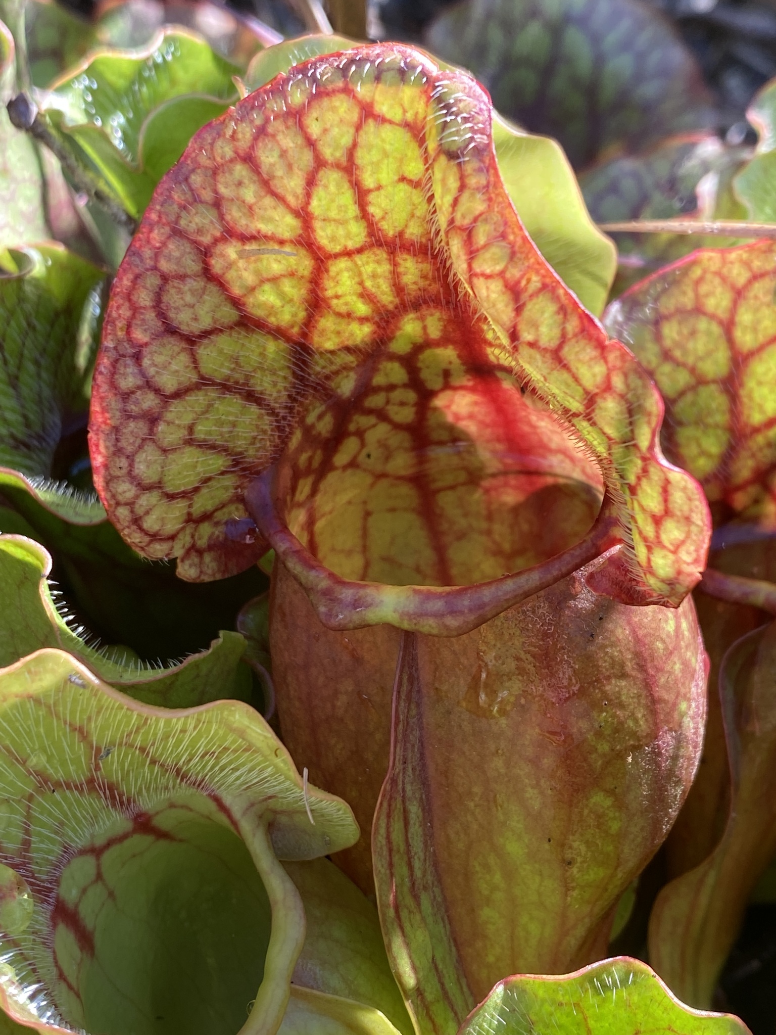 Sarracenia purpurea ssp. venosa