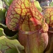 Southern Purple Pitcher Plant - Photo (c) Alan Weakley, some rights reserved (CC BY-NC), uploaded by Alan Weakley